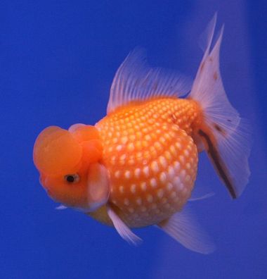 Золотая рыбка 